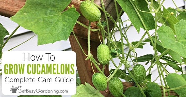 Cucamelon 101: Grow, Find, Store, and Use This Tiny Tangy Fruit